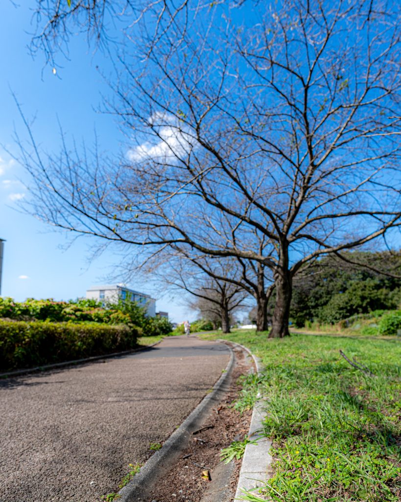 散歩道でSONY 14mm GMを使ってスナップショットを撮ってみた